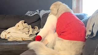 Senior dog's emotional moment with first toy