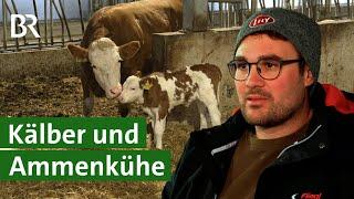 Seltenheit: Konventioneller Milchviehbetrieb und Ammenkuhhaltung | Unser Land | BR