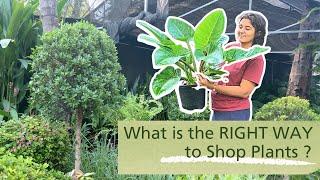 Buying Plants from the Nursery (2025 Edition) | Garden Up