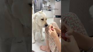 소형견으로 착각 하는 대형견 대한이 #강아지일상 #강아지유튜브 #retreiver