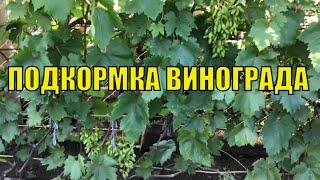 Подкормка винограда для увеличения урожайности.