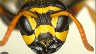 On Air! PAPER WASPS POLISTES NEST. Вам заважають Оси на Пасіці? Ці Оси? Або їньші?