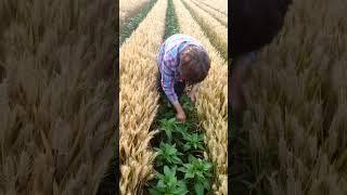 गेहूं के साथ मिर्ची की खेती।gehu ke sath mirchi ki kheti #agriculture #viral