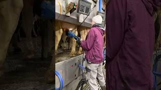  Pretty Farm Girls in Action: Milking Big Cows, Tail Trimming & Calf Feeding