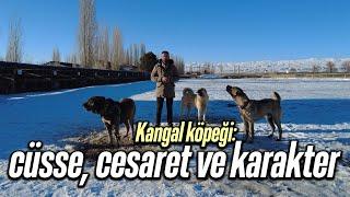 Kangal Köpeği: Cüsse, Cesaret ve Karakter - Türk Aslanları