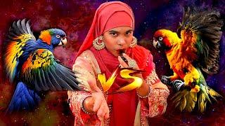 Sun Conure VS Rainbow Lorikeet || Which One is Better Tame Bird?