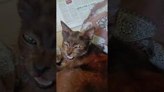 Poocha Sir  funny cat #cat #cutecatandpuppyworld #catvideos #cattys #viralshorts #pets #funnycats