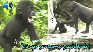 Gorilla|Iriki was busy trying to grab Jabali's food and left Ringo, Ringo screamed in unhappiness