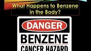 What Happens to Benzene in the Body?