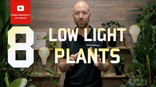 8 Plants that handles low light well 🪴