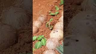 ചിലവില്ലാതെ ഗാർഡൻ മനോഹരമാക്കു || ചിരട്ട കൊണ്ടൊരു അലങ്കാരം ||Gardening Ideas||