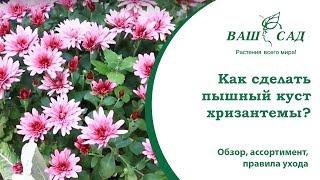 Как сделать пышный куст хризантемы своими руками? Ваш сад