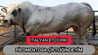  #italy MEŞHUR ETÇİ IRKI “PİEDMENTOSA SIĞIRI” ÇİFTLİĞİ’ndeyim. #italy #piedmentosa #etırkı