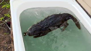 BEAVERS MASTER THE JACUZZI