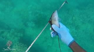 Pesca con Arpón,Punta Rucia,República Dominicana