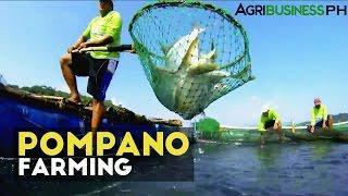 Pompano Farming : How to manage Pompano Aqua Farm | Agribusiness Philippines