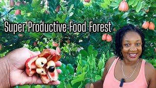 Super Productive Food Forest/You name it, we grow it! Over 30 exotic Fruit Trees