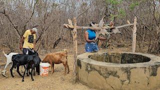 Patonho foi no poço buscar água e achou as Cabras com sede