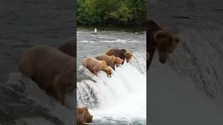 brown bear salmon fishing | alaska bear fishing salmon #bear #salmon #shorts