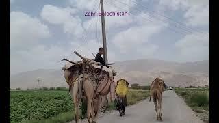 Welcome to Our Beautiful Village #Zehri | #Balochistan | NaeemaZehri| balochisong