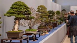 Exhibition Spanish Bonsai Union 2020 #4