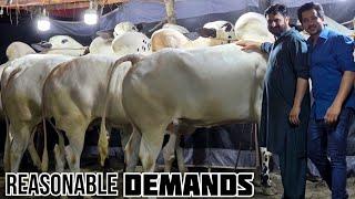 Mani Cattle Farm - Dangerous Bulls - Fateh Jang Bulls 2024 - Cow Mandi 2024 -Bakra Mandi 2024