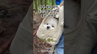 저항 없이 매달려있는 #말티즈 인형