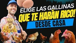 ¿Cuál Es La Mejor Raza De Gallina Para Iniciar Un Negocio?