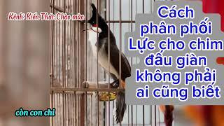 Kỹ thuật phân phối Lực cho Chim chào mào Thi đấu, cực kì hay