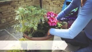 Planting a summer container  | Hayes Garden World