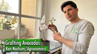 Grafting Avocados