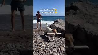 #funny #dog #cute #shorts #shortvideo #video #summer #viralvideo #viralshorts #love #status #fyp