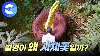 높이가 무려 3m! 지구에서 가장 큰 꽃은 뭘 먹고 자랄까? | 식충식물