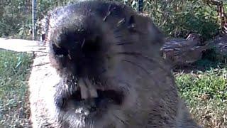 Chunk the Groundhog In Slow Motion!