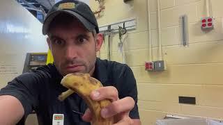 Feeding a Fiji Island Banded Iguana