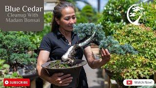 Blue Cedar Bonsai Clean Up with Madam Bonsai