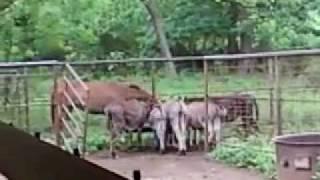 mini donkey happy tails