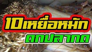 10 เหยื่อหมัก | ตกปลากด ใช้ดี