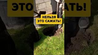 Худшая посадка в огороде и на участке #огород #сад #дача #садоводство