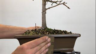  Bonsai Schale und Reinigung