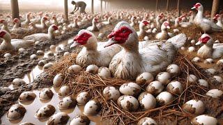 Amazing Organic Farm - Organic Muscovy Duck Farming Process for Eggs.