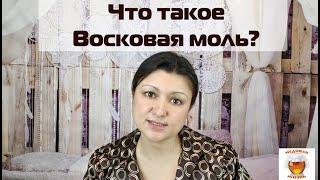 Что такое восковая моль (огневка) и чем она полезна