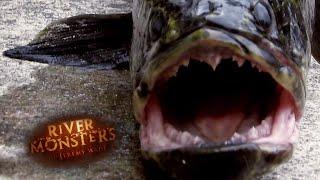 The Origin Of 'The Fish From Hell' | SNAKEHEAD | River Monsters