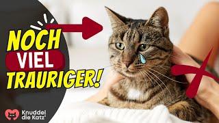 5 Dinge, die Katzen trauriger machen als zu wenig Kuscheln