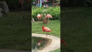 Flamingos Indianapolis Zoo #indianapoliszoo #flamingo