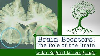 Brain Boosters: The Role of Your Brain with Regard to Language