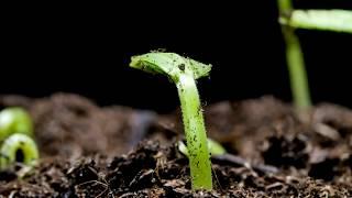 #TimelapseTuesday: Plants Growing...or Dancing??