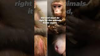 PETA has been demanding an end to these Horrific Harvard Experiments- NIH just defunded them