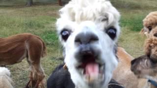 Alpacas trying to eat apples....