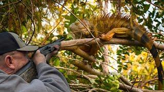 Iguana Hunting with Semi-Auto Shotguns! {Catch Clean Cook} Iguana Fritters